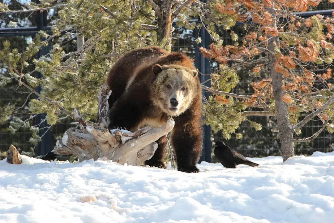 Montana: Grizzly Country's Hidden Threats (Image Credits: Unsplash)