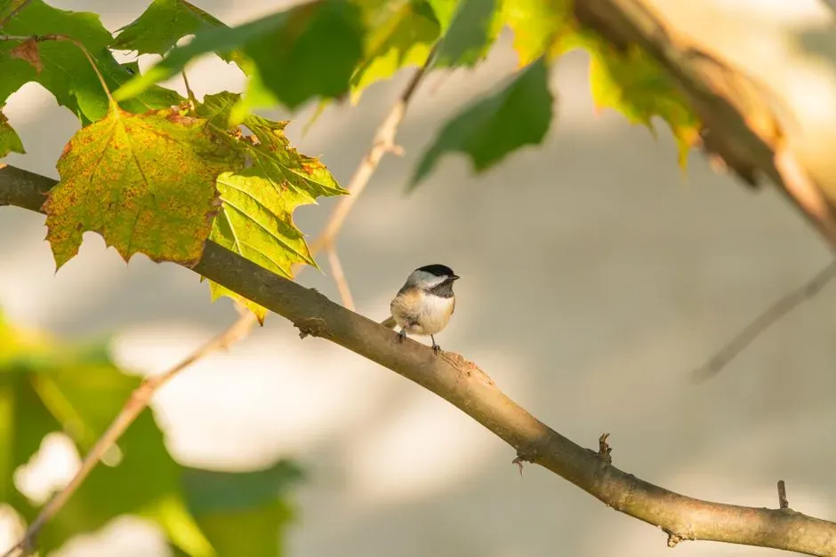 Learning from Others: Eavesdropping and Information Sharing (Image Credits: Pexels)