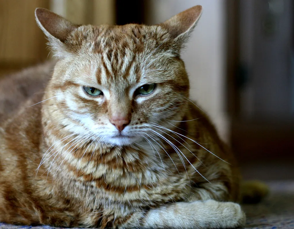 Conclusion: Annoyed, Not Evil &ndash; Learning to Listen to Your Cat (Chris Erwin, Flickr, CC BY 2.0)