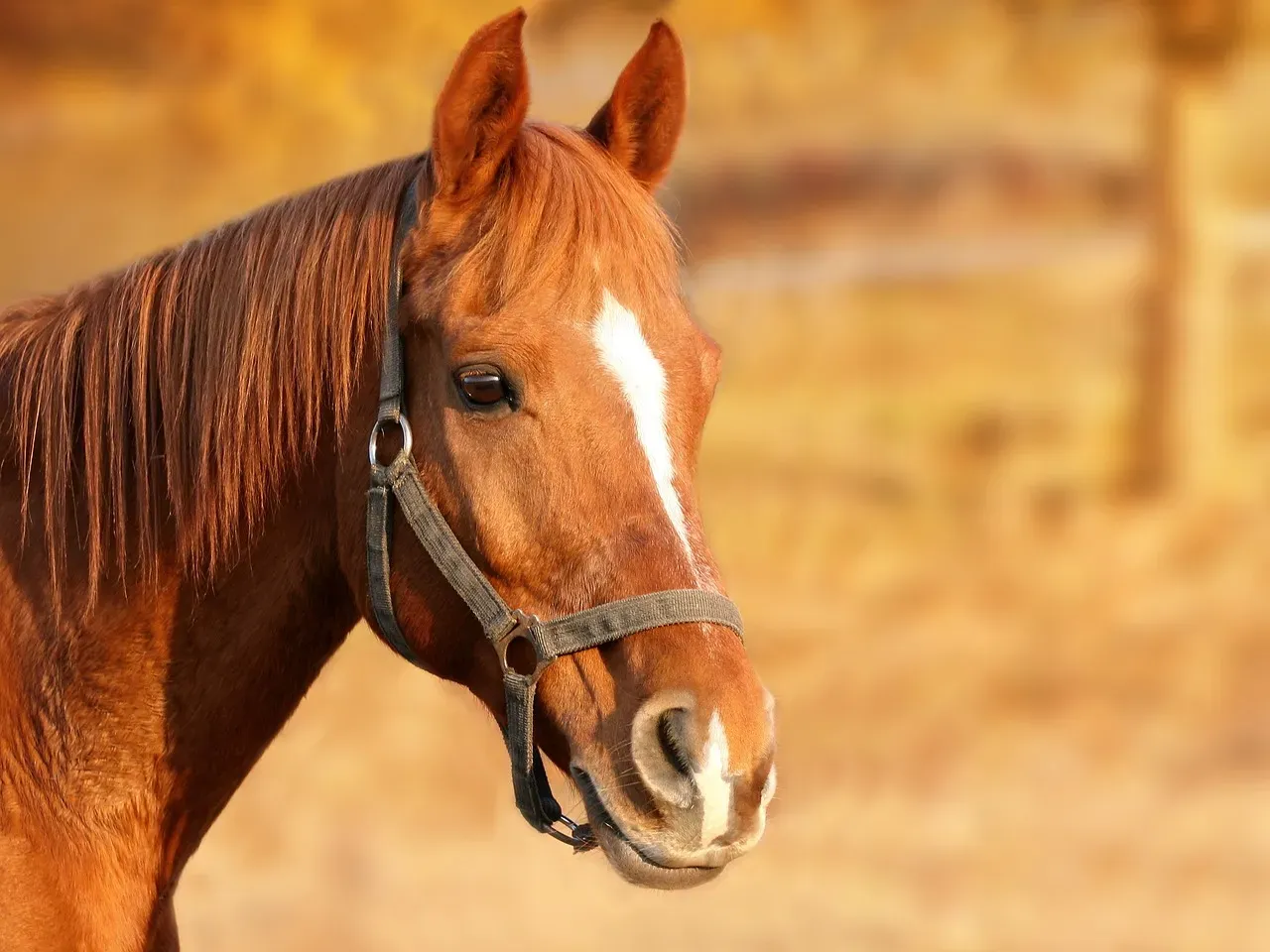 #7 - Has the Horse Ever Colicked or Required Surgery? (Image Credits: Pixabay)