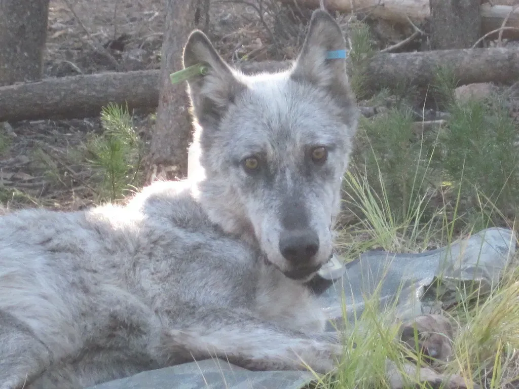 Tracking Wolves Through a Radioactive Landscape (Image Credits: Flickr)