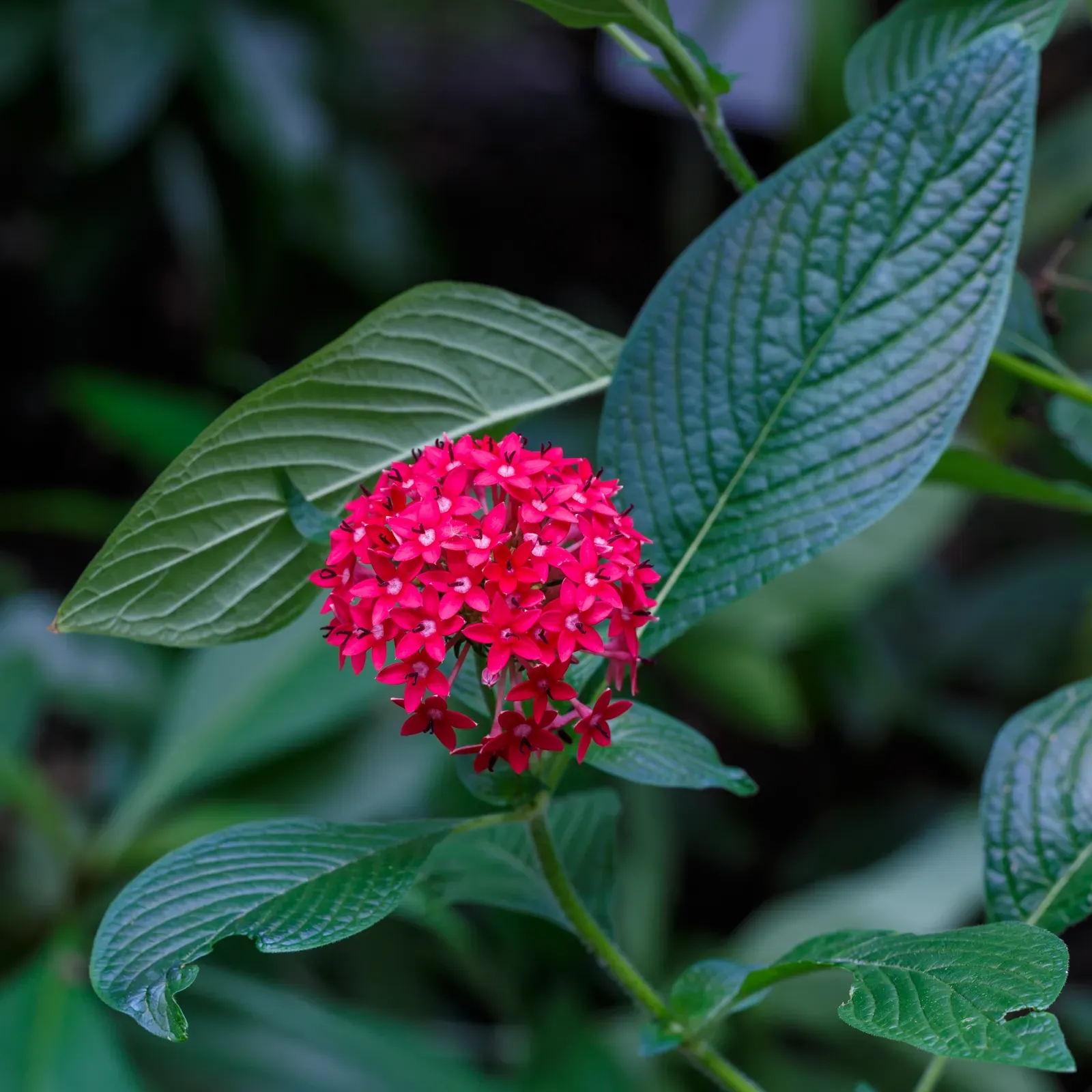 13. Pentas (By CEphoto, Uwe Aranas, CC BY-SA 3.0)