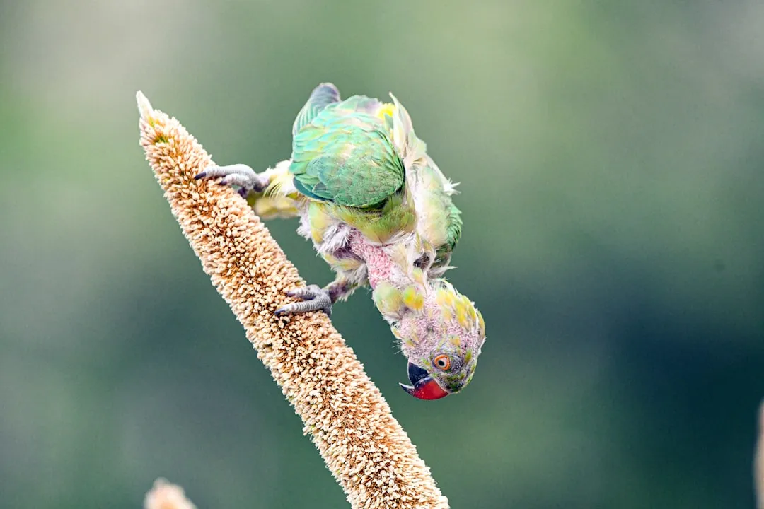 #7 The parallel to human infants and singing birds (Image Credits: Unsplash)