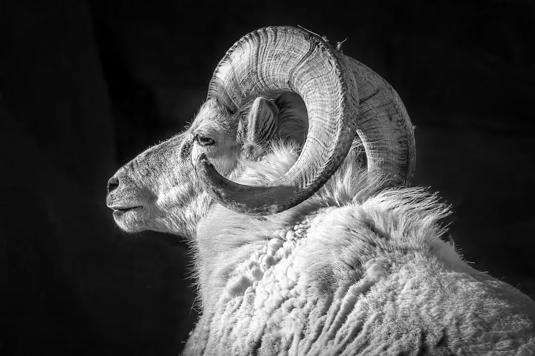 The Ram as the Zodiac's First Animal Symbol (Image Credits: Unsplash)