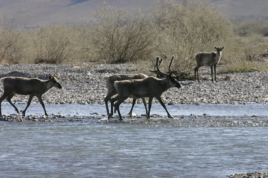 Caribou Trek Across Arctic Tundra (Image Credits: Flickr)