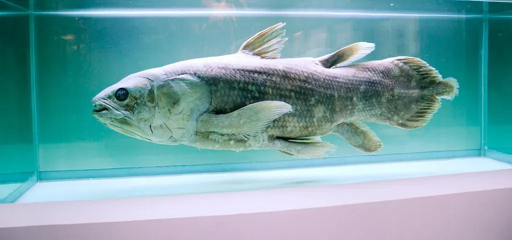 1. The Coelacanth - A Living Fossil From 66 Million Years Ago (smerikal, Flickr, CC BY-SA 2.0)