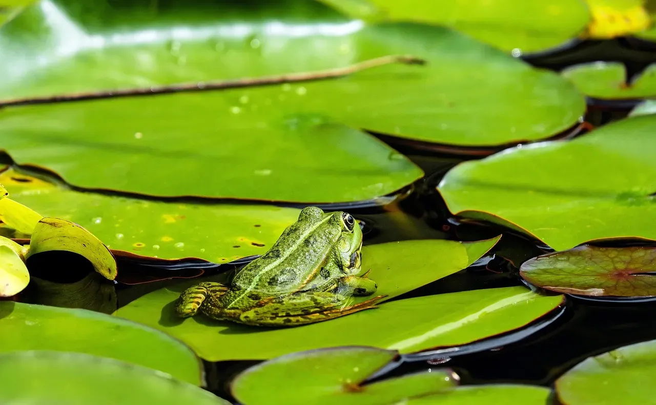 Changes in the Local Environment (Image Credits: Pixabay)