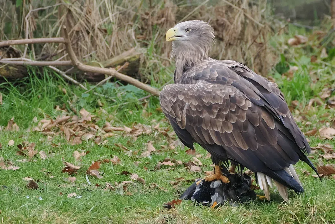 Capricorn (December 22 &ndash; January 19): The Crowned Eagle (Image Credits: Unsplash)
