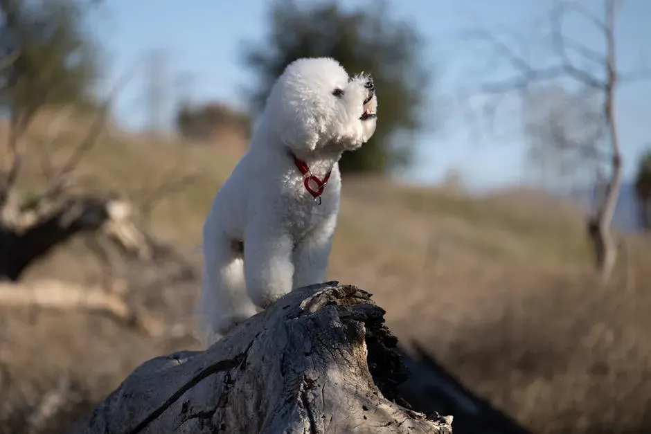 6. Bichon Frise: Small, Fluffy, and Wonderfully Sociable (Image Credits: Pexels)