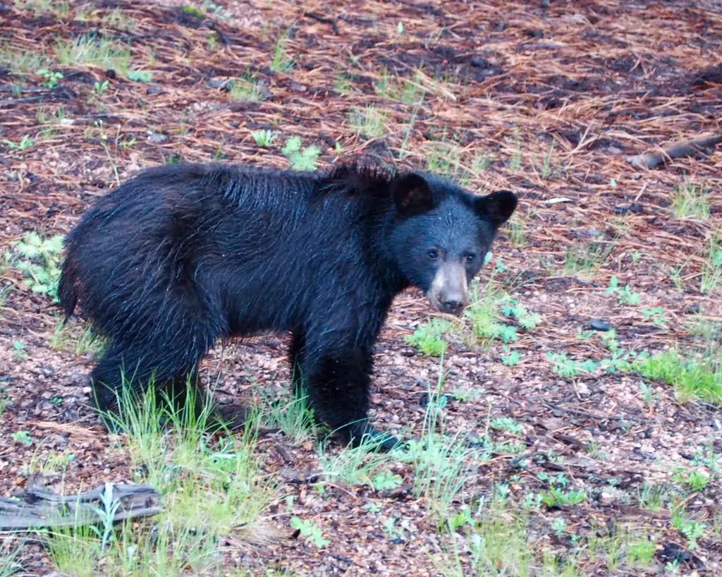 9. Colorado: Rocky Mountain Bears With Attitude (wongaboo, Flickr, CC BY 2.0)