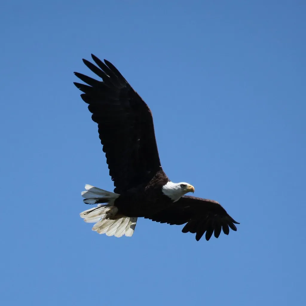 2. The Bald Eagle: America's Symbol Soaring Again (Image Credits: Flickr)