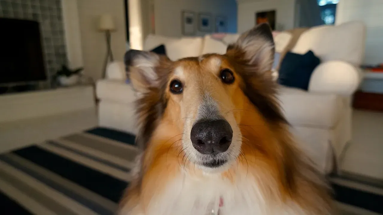 Collie: The Family's Faithful Friend (Image Credits: Pixabay)