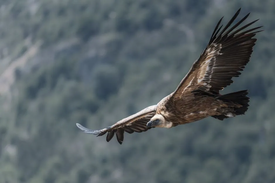 Grand Canyon and the Colorado River Corridor: Raptors, Cliff Nests, and Big-Sky Vistas (Image Credits: Pexels)