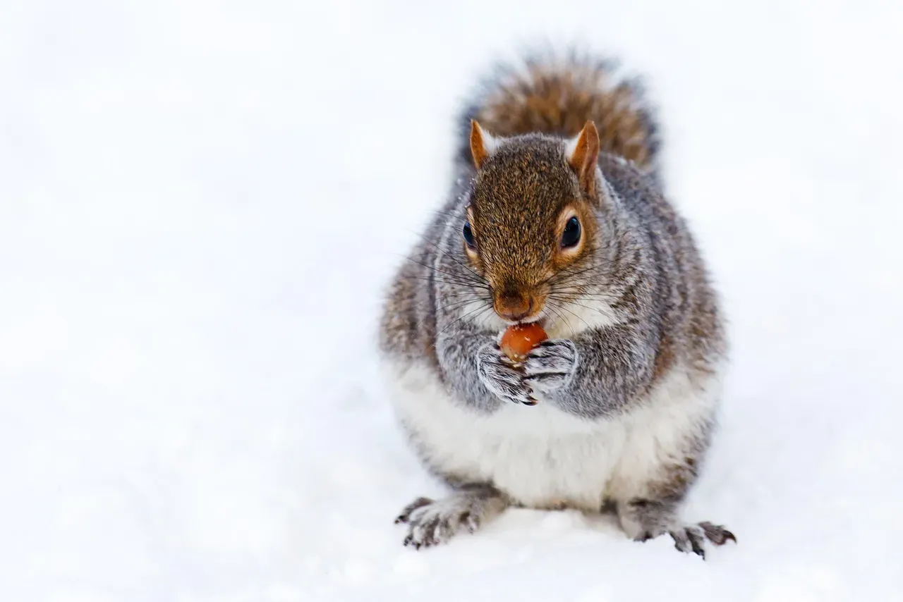 Seasonal Behavior Changes (Image Credits: Pixabay)