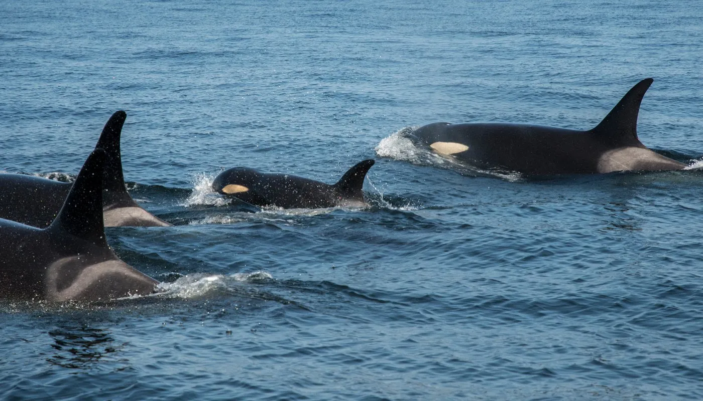 10. Southern Resident Killer Whales: Culture on the Brink (NOAA Fisheries via Outside Magazine

https://www.outsideonline.com/2339111/orcas-mist, Public domain)