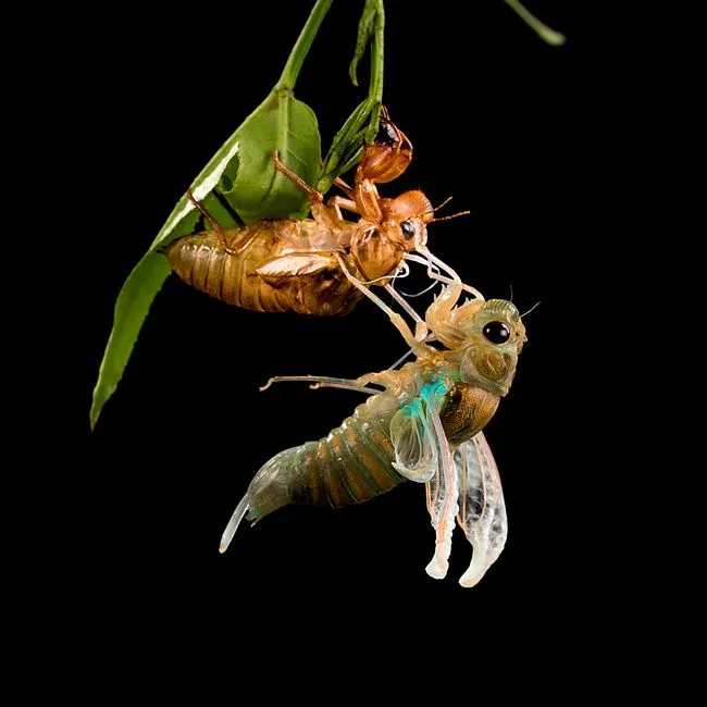 9. Dog-Day Cicadas: The Soundtrack You Can't See Coming (Image Credits: Pexels)