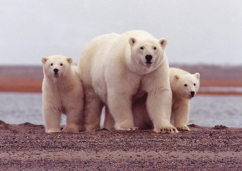 8. Mothers Are Among the Most Devoted in the Animal Kingdom (Image Credits: Rawpixel)