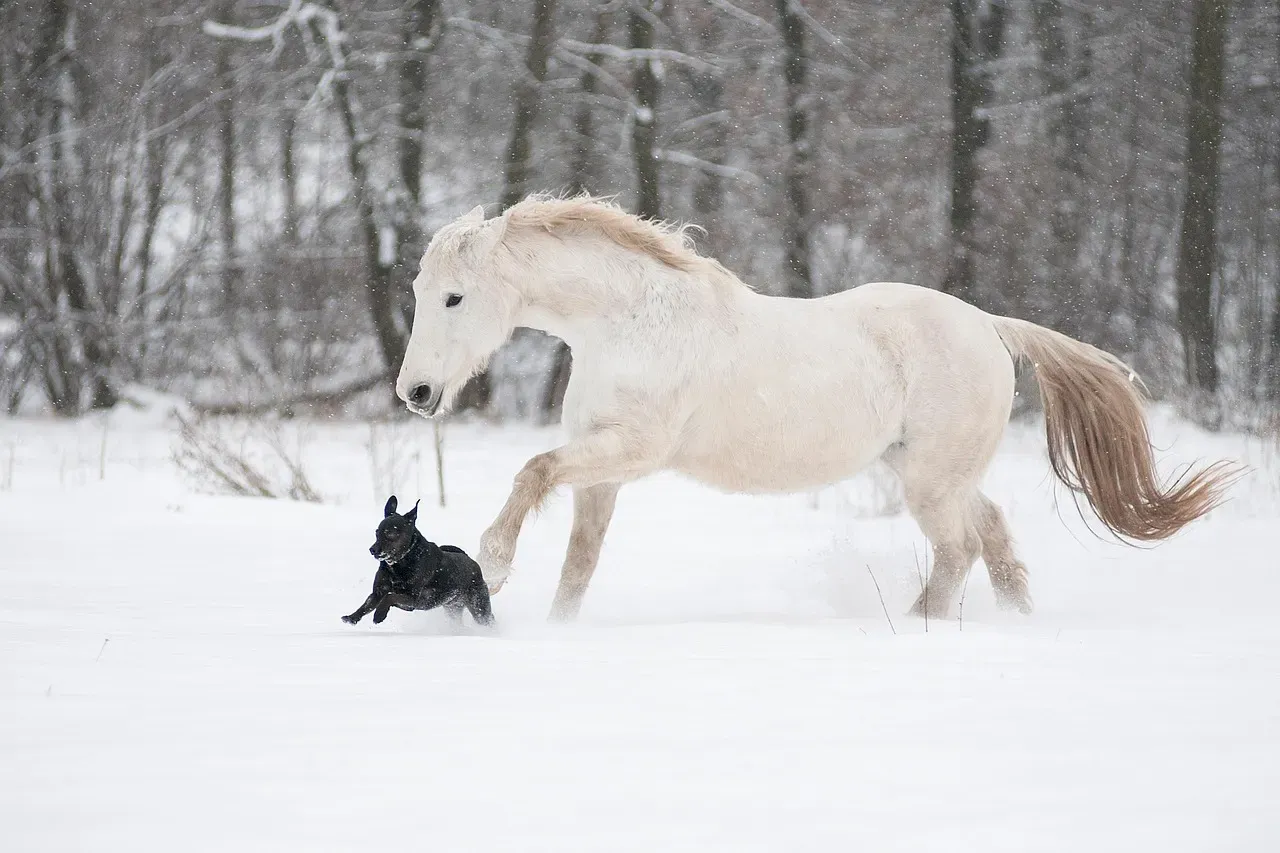 #4 – Lipizzaner: Classical Elegance With Classical Expenses (Image Credits: Pixabay)