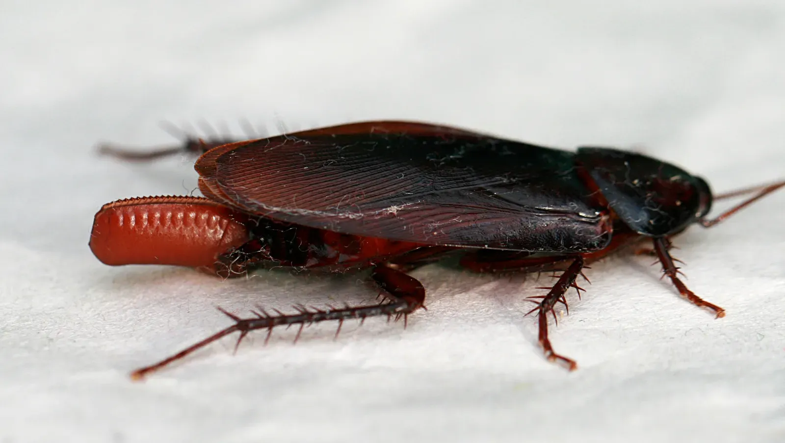 Ignoring Hidden Egg Cases That Survive Treatment (Image Credits: Wikimedia)