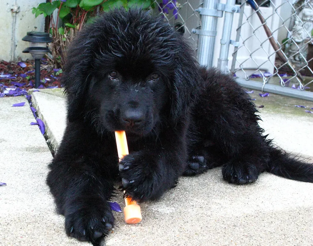 12. Newfoundland (Image Credits: Flickr)