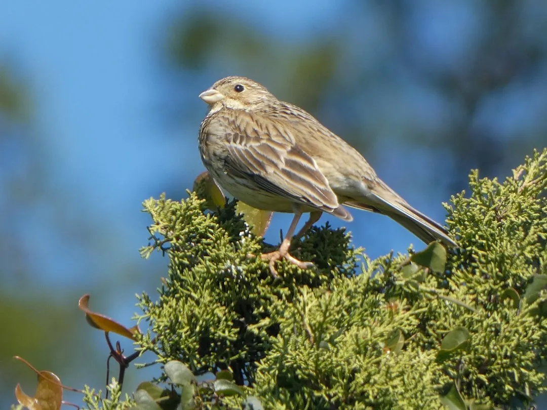 #26 - Corn Bunting and Other "Edge" Birds: Gone from the Garden Soundscape (Image Credits: Unsplash)