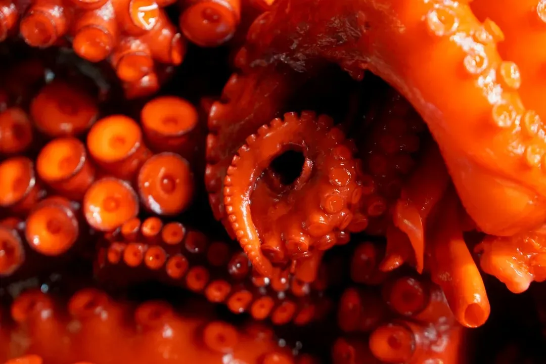 A Brain Unlike Any Other on Earth (Image Credits: Unsplash)