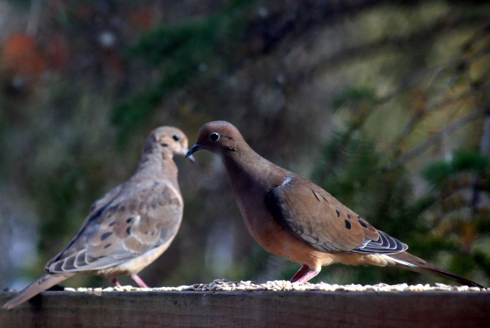 21. Birds Perch Closer Than Ever Before (Mourning Doves_5702, CC BY 2.0)