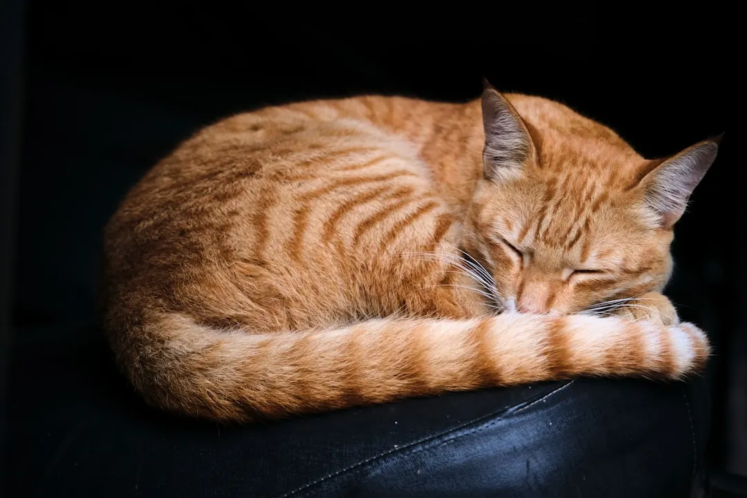 #3 - They Only Truly Relax When You're In the Room (Image Credits: Unsplash)