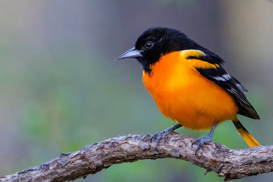 3. Baltimore Oriole (Image Credits: Pexels)