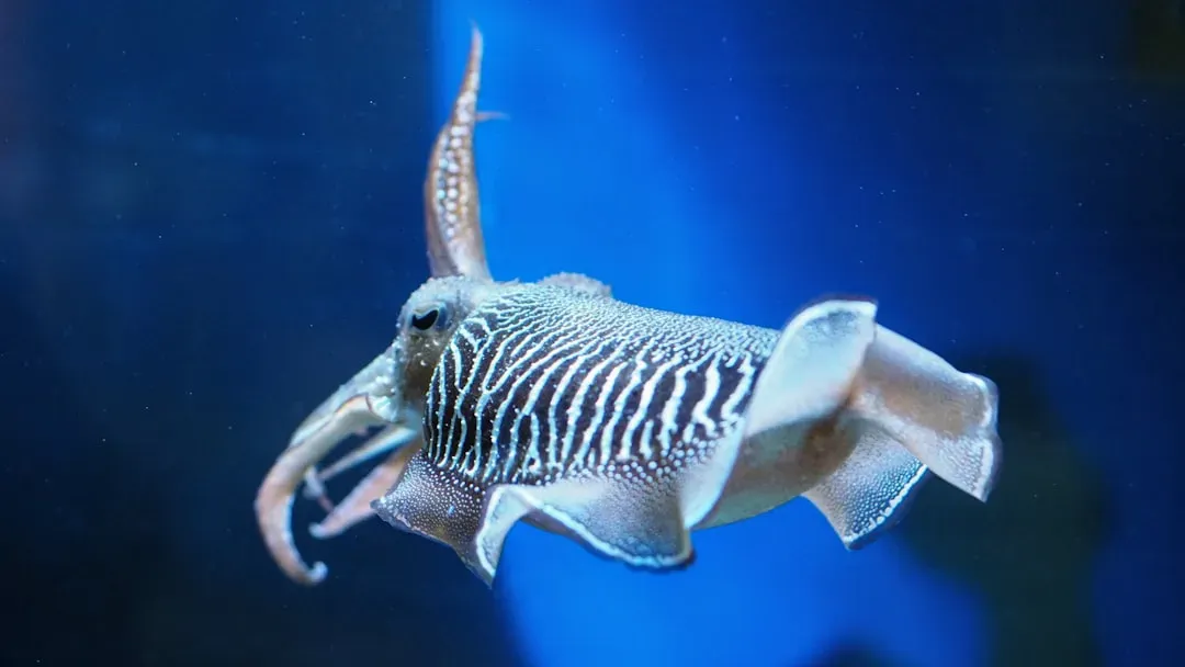Pisces: The Squid (Image Credits: Unsplash)