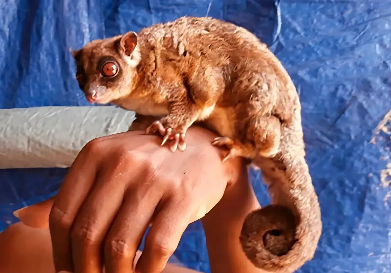 What Exactly Is a New Genus? (Image Credits: Arman Muharmansyah)