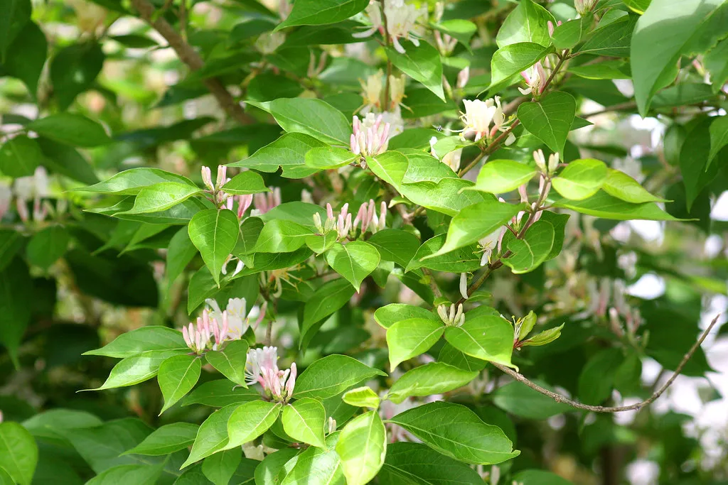 #6 - Remove Invasive Plants That Trap but Don't Truly Feed Birds (Indiana Ivy Nature Photographer, Flickr, CC BY 2.0)