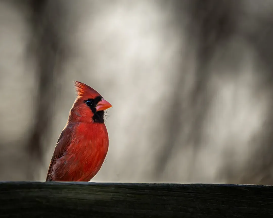 #6: The Crest Is a Mood Indicator (Image Credits: Unsplash)
