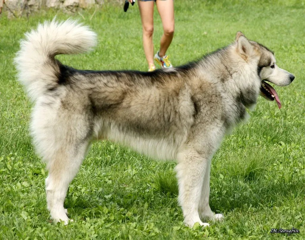 Alaskan Malamute (golbenge (골뱅이), Flickr, CC BY-SA 2.0)