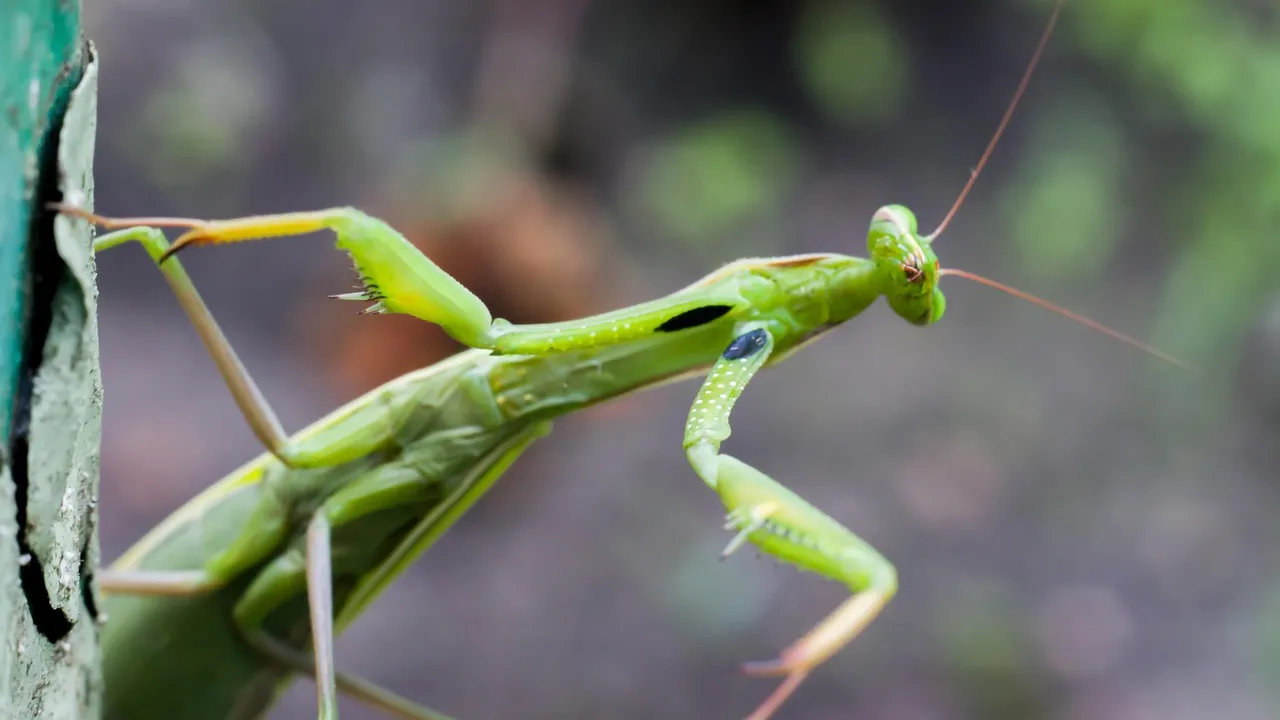 #5 Females sometimes eat their mates, mid act (Image Credits: Pixabay)