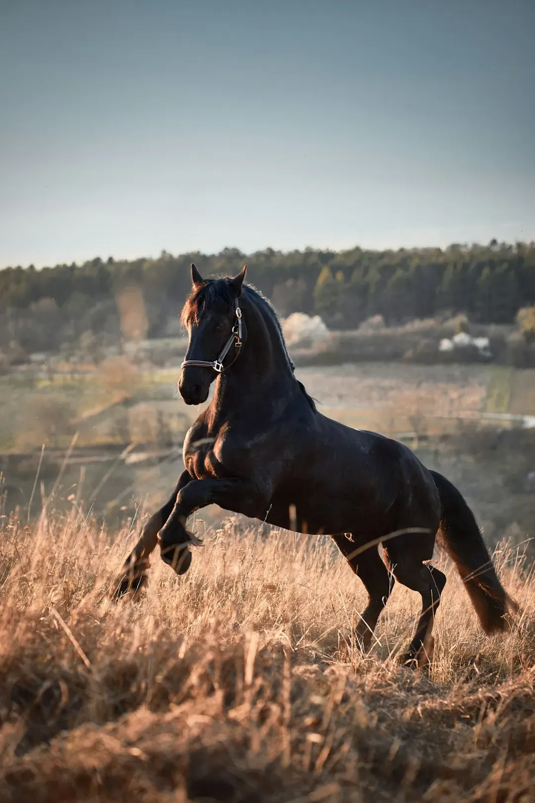 #10 - Friesian (Image Credits: Unsplash)