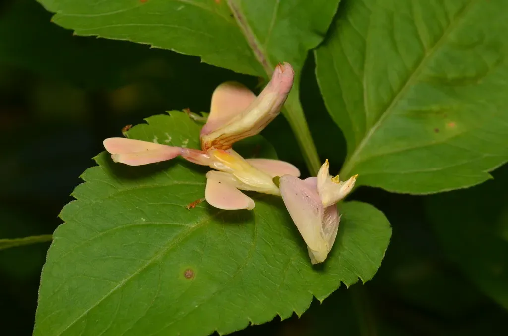 Orchid Mantis: The Flower That Eats You (Image Credits: Flickr)