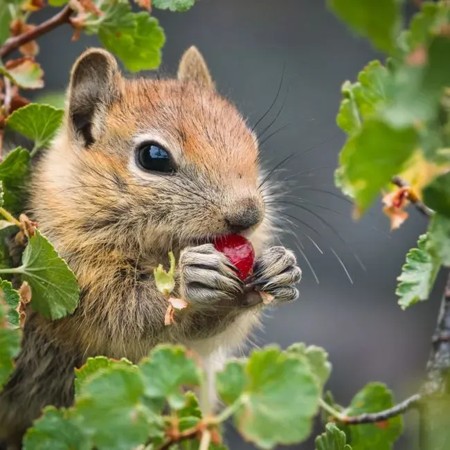 10. Berries and Small Fruits (Image Credits: Pexels)