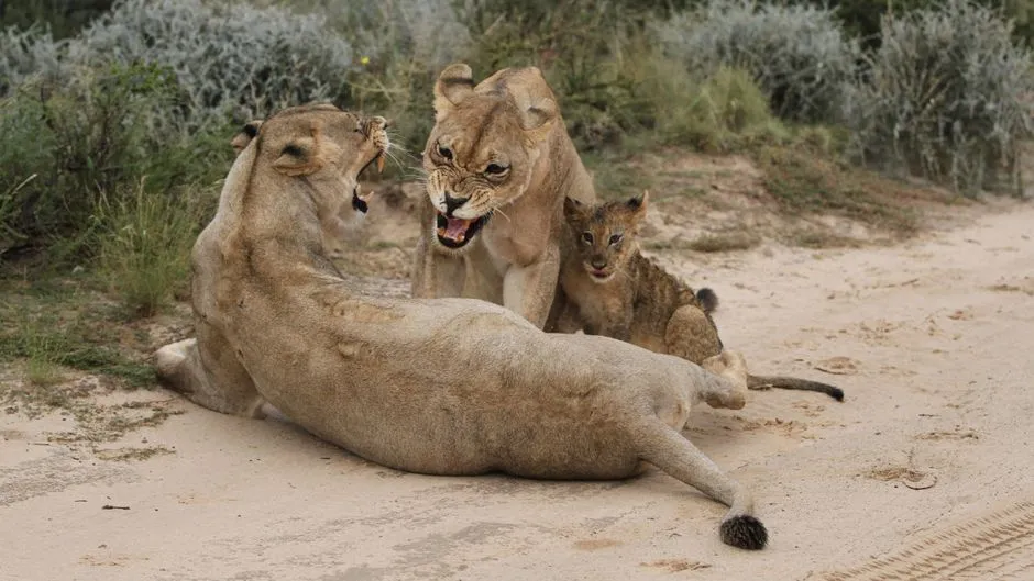 8. Lions Exhibit Complex Communication (Image Credits: Pexels)