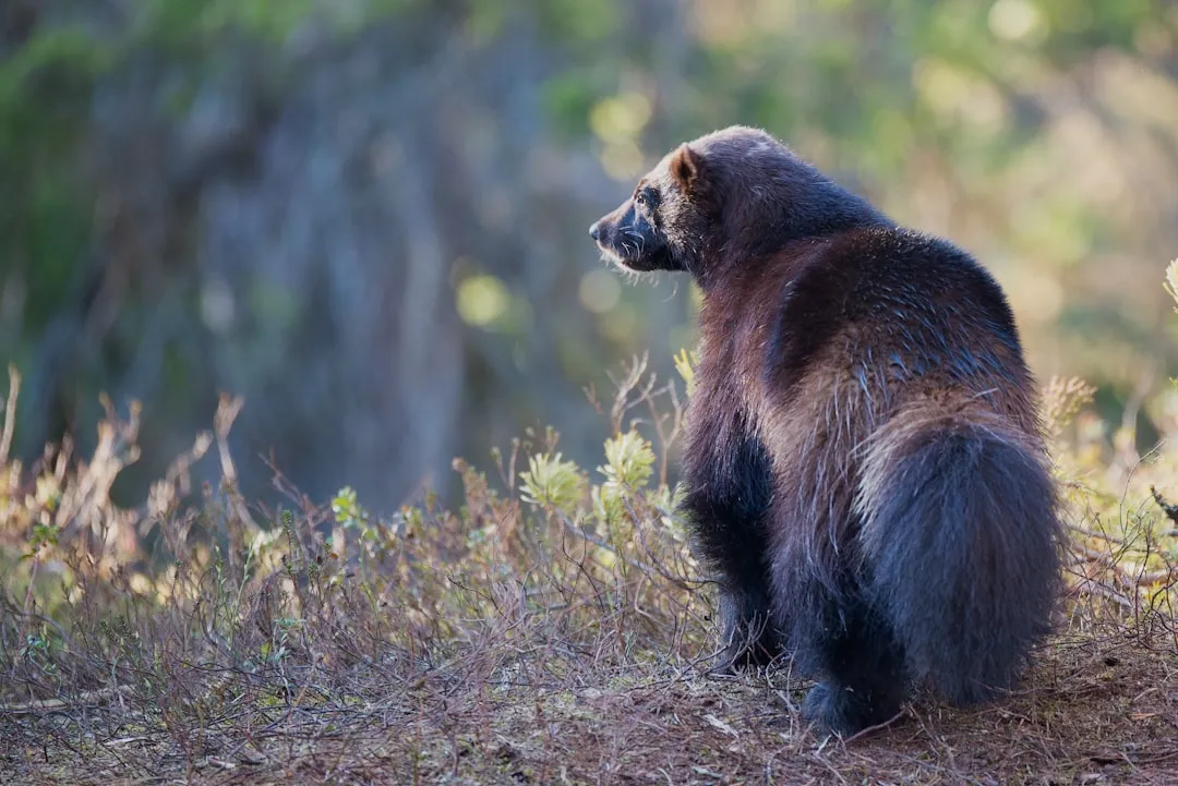 Montana: A Rocky Mountain Refuge (Image Credits: Unsplash)