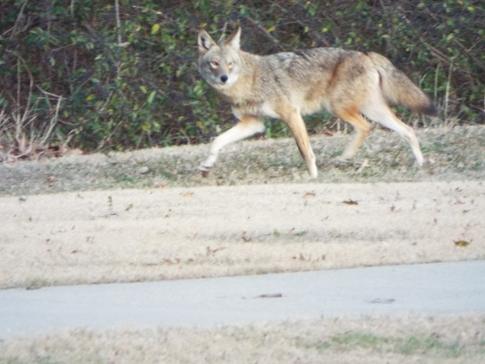 Texas: The Undisputed Coyote Capital (Image Credits: Wikimedia)