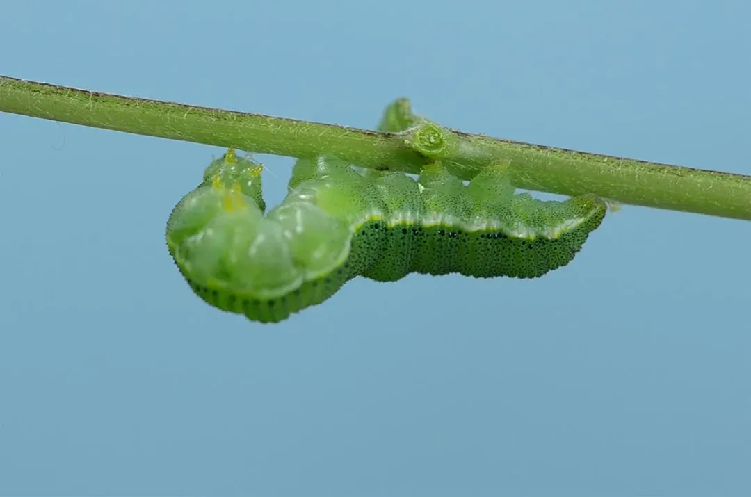 Cabbage Loopers and Other Caterpillars (Image Credits: Unsplash)