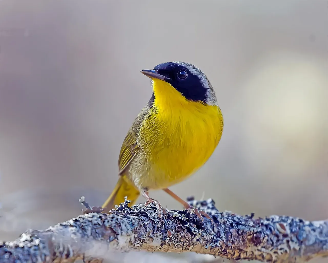 12. Common Yellowthroat (Image Credits: Pixabay)