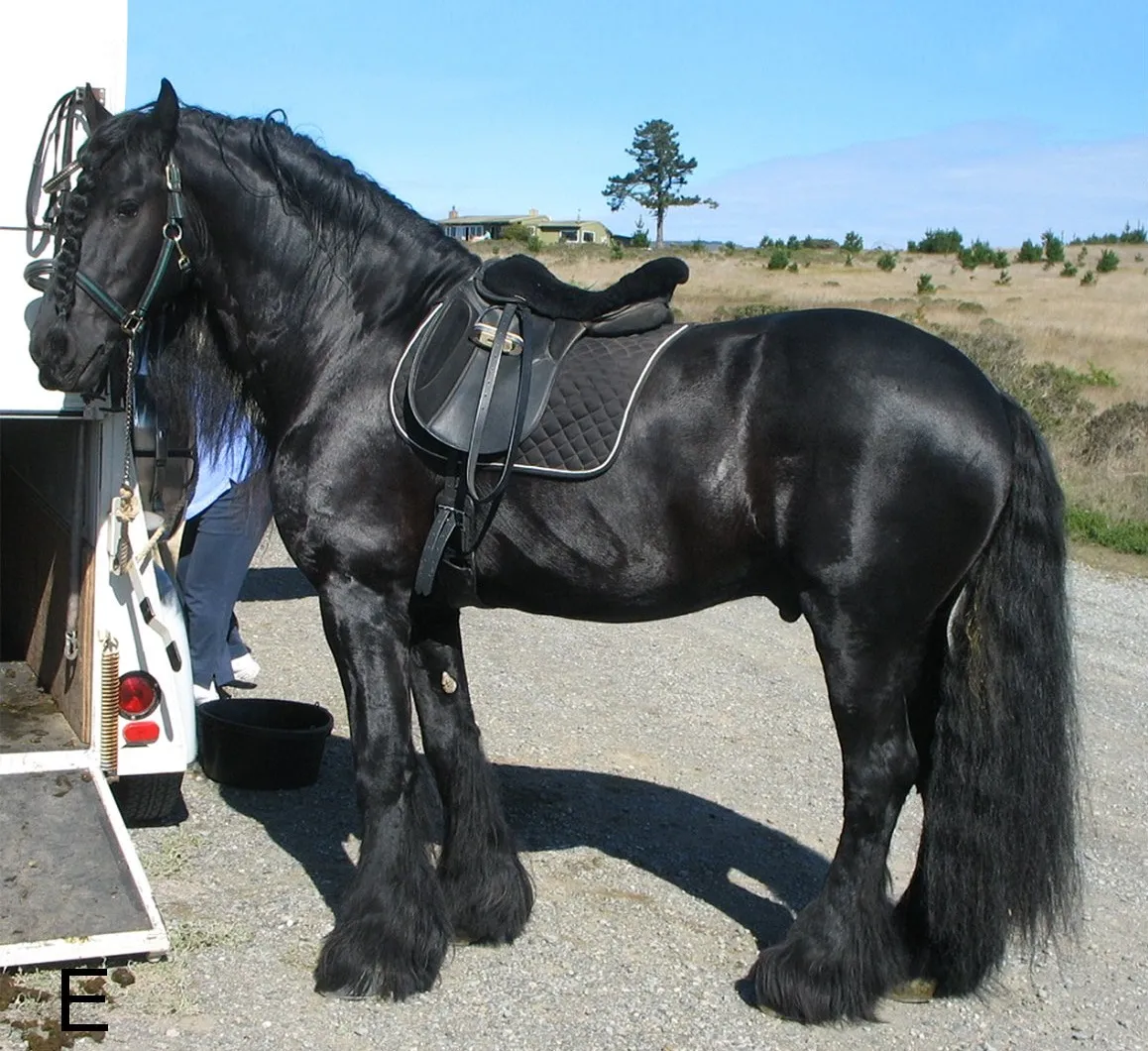 Friesian: Romantic, Sensitive, and Surprisingly One-Person (By Cook D, Brooks S, Bellone R, Bailey E., CC BY-SA 4.0)