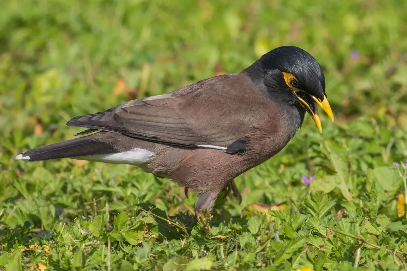4. Hill Myna: The Clearest Voice in the Room (Image Credits: Wikimedia)