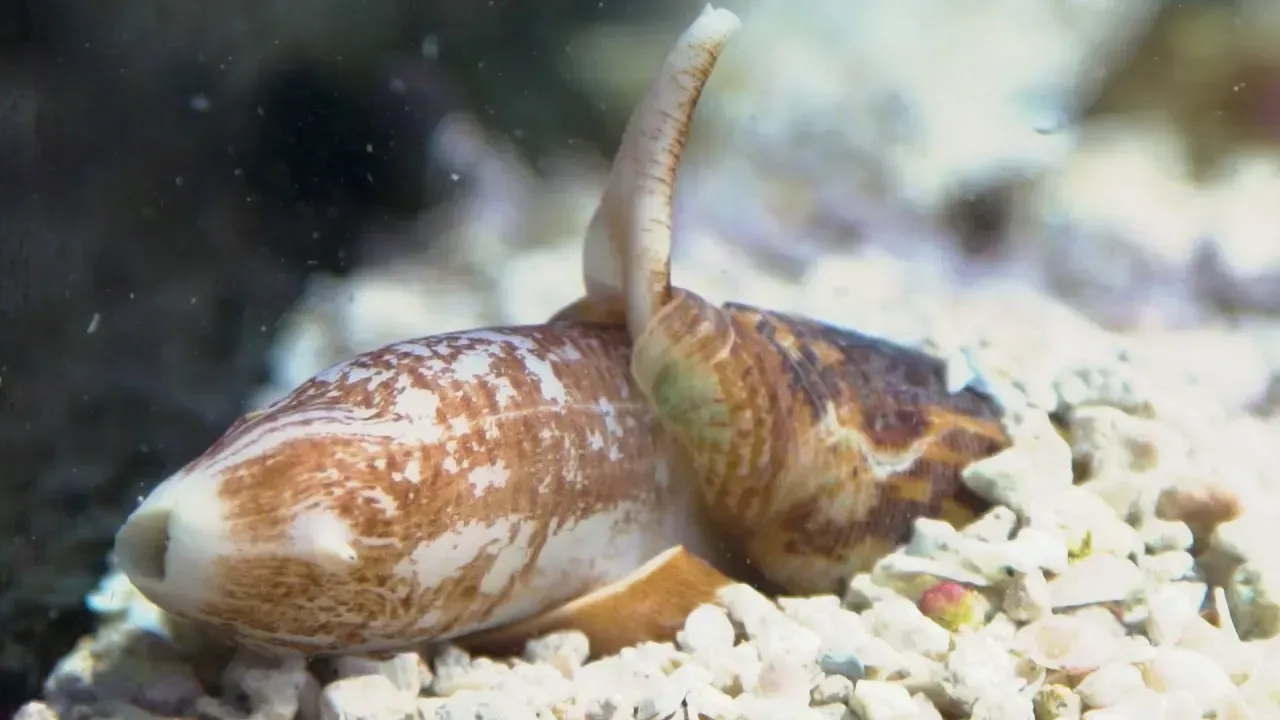 Conus Lugubris: The Cape Verde Cone Snail (Image Credits: Cape Verde Cone Snail: YouTube)