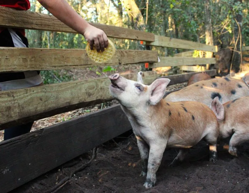 #18 - Pigs That Prefer Certain People (And Remember Slights) (Image Credits: Pexels)