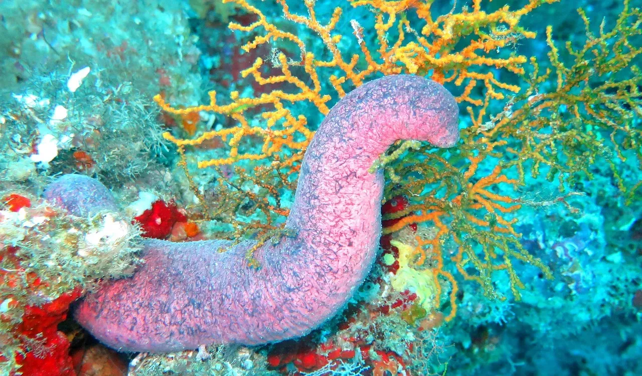 8. The Sea Cucumber: The Ocean's Unlikely Vacuum Cleaner (Image Credits: Pixabay)