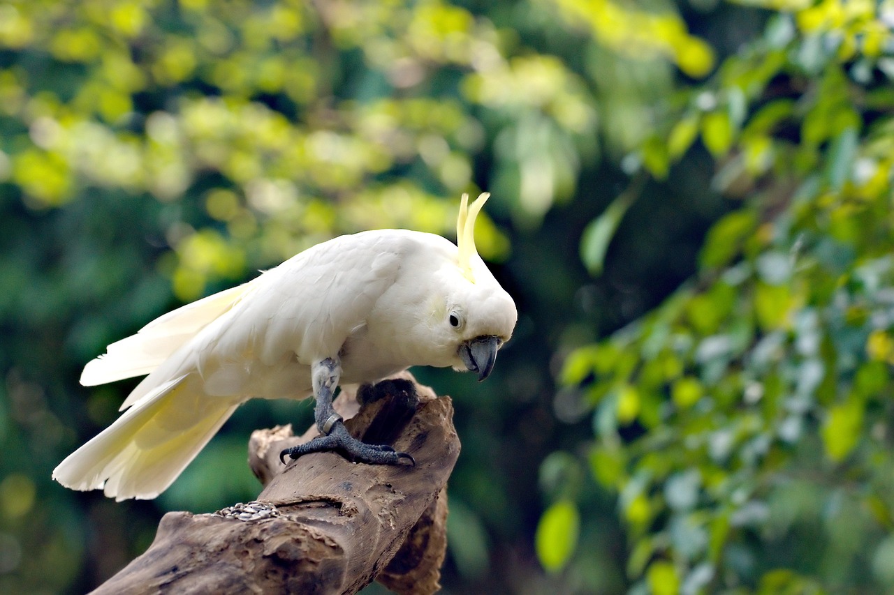 Cockatoos: Feathered Companions for Multiple Generations (Image Credits: Pixabay)
