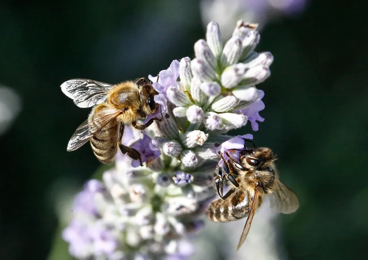 3. Lavender: Evergreen Bee Magnet (Image Credits: Pixabay)